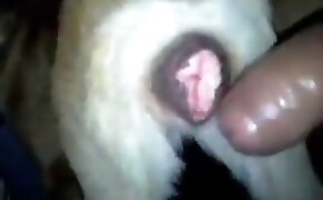 Novinha fudendo toda arreganhada com amigo roludo - guy fucks animal, zoophilia fuck porn